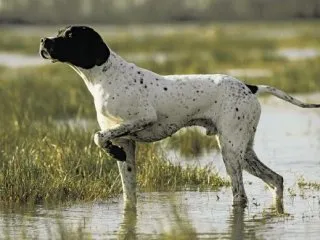pointer kutya