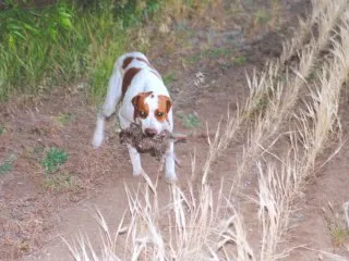pointer kutya