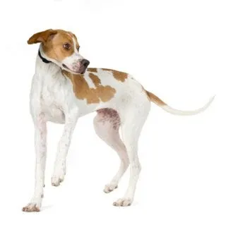 pointer kutya