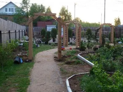 Hogyan törődik göndör rózsa
