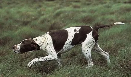 pointer kutya