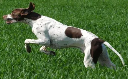 pointer kutya