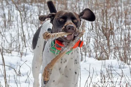pointer kutya pointer kutya