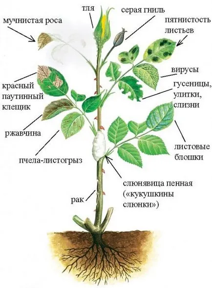 Hogyan törődik göndör rózsa