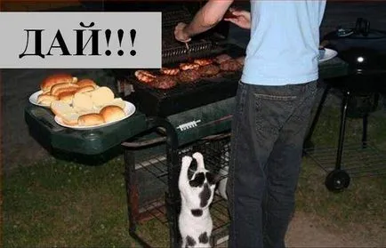 Macskák Macskák feliratok Macskák Macskák feliratok