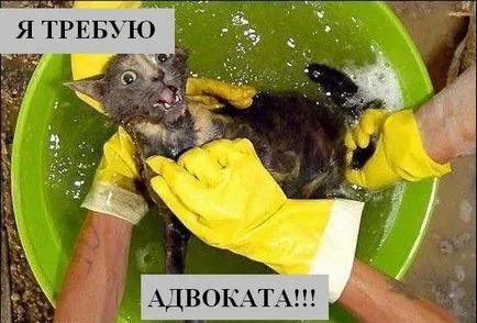 Macskák Macskák feliratok Macskák Macskák feliratok