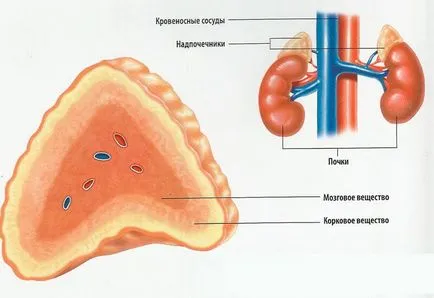 Hogy a fogyás leggyorsabb