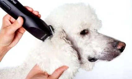 tippek