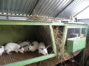 Mivel a nyulak csinálni Mivel a nyulak csinálni