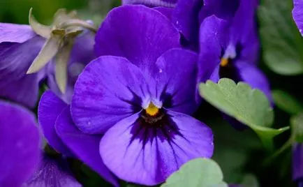 Violet mindkét fajtában
