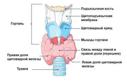 A pajzsmirigy a gyermekek méretben A pajzsmirigy a gyermekek méretben