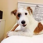 Horn Dog Horn Dog