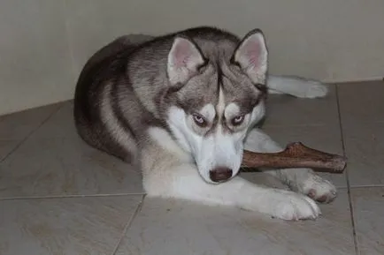 Horn Dog