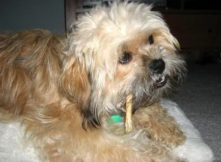 Horn Dog