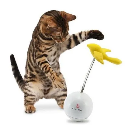 Tünetei bélférgek macskák Tünetei bélférgek macskák