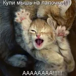 Macskák Macskák feliratok Macskák Macskák feliratok