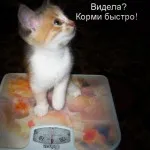 Macskák Macskák feliratok Macskák Macskák feliratok
