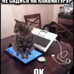 Macskák Macskák feliratok Macskák Macskák feliratok