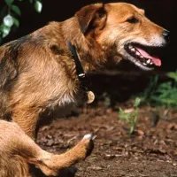 pointer kutya