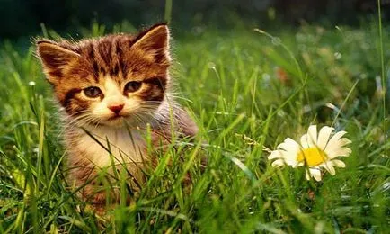 Kitten a kezében, amit Kitten a kezében, amit