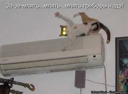 Macskák Macskák feliratok