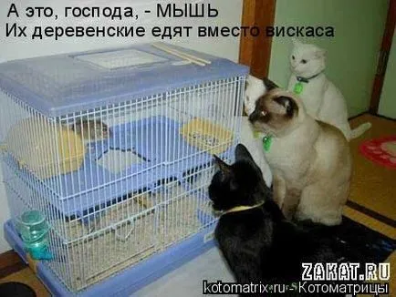 Macskák Macskák feliratok