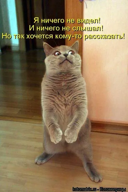 Macskák Macskák feliratok
