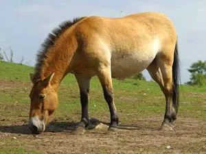 Versek mintegy ló