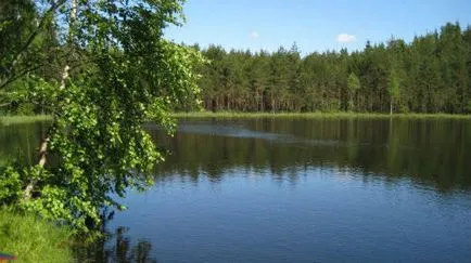 Volt egy erdő, mint egy álom