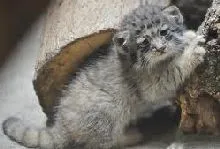 Pont a macskák Pont a macskák
