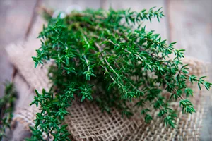 Kakukkfű, mint a fűszerezés Kakukkfű, mint a fűszerezés