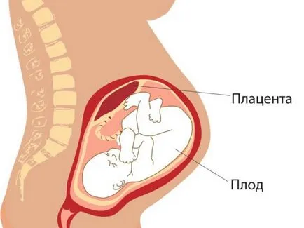 Ultrahang a terhesség harmadik trimeszterében Ultrahang a terhesség harmadik trimeszterében