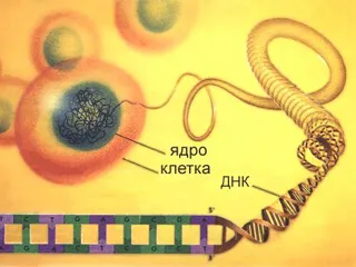 Minden kezelés ureaplasmosis Minden kezelés ureaplasmosis
