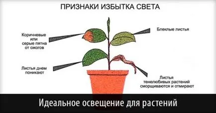 Hogyan készítsünk egy UV-lámpa Hogyan készítsünk egy UV-lámpa