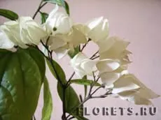 Végzetcserje reprodukció otthon