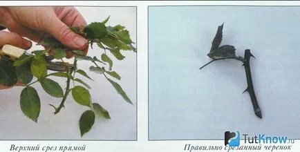 Hogyan terjednek a szoba rózsa