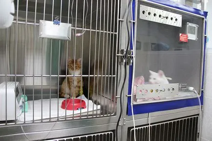 Veterinärklinik kutyák