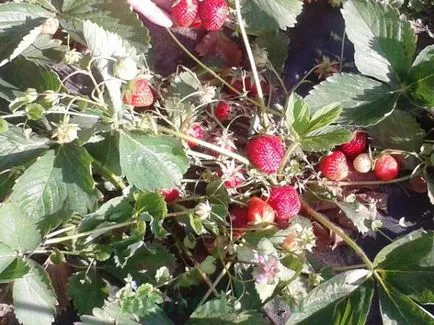Hogyan törődik a tavaszi eper Hogyan törődik a tavaszi eper