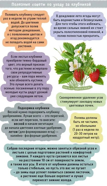 Hogyan törődik a tavaszi eper
