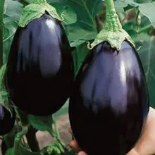 Hogyan növény padlizsán