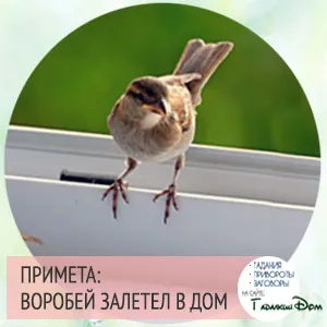 Mi repül a veréb
