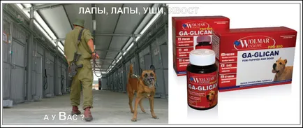 Tartalom szolgálati kutyák