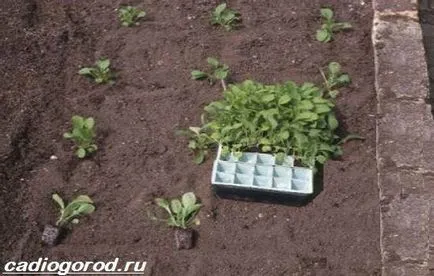 Hogyan növény paprika