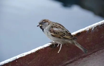 Mi repül a veréb Mi repül a veréb