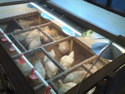 Hogyan növekszik csirkék otthon Hogyan növekszik csirkék otthon