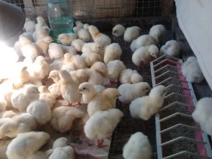 Hogyan növekszik csirkék otthon Hogyan növekszik csirkék otthon