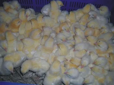 Hogyan növekszik csirkék otthon Hogyan növekszik csirkék otthon