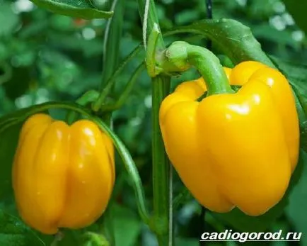 Hogyan növény paprika