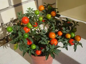 Hogyan törődik egy cserepes csucsor Hogyan törődik egy cserepes csucsor