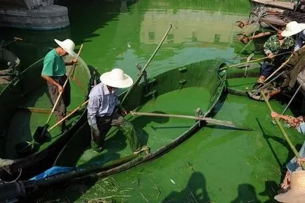 Chlorella meg